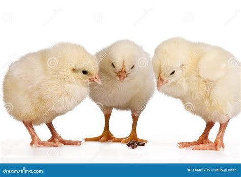 Three Young Chicks Stock Image Image Of Cute Birth 14602705