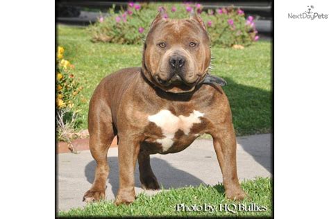 Check spelling or type a new query. American Pit Bull Terrier puppy for sale near Los Angeles ...