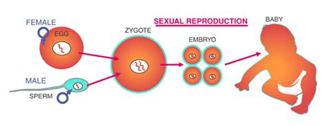 Explain About Different Reproductive Patterns In Animals