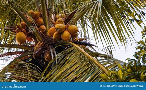 Close Up Of Coconut Trees That Are Bearing Heavy Fruit Stock Image