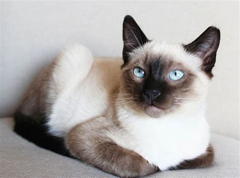 Do Siamese Cats Shed Facts And Faq Hepper