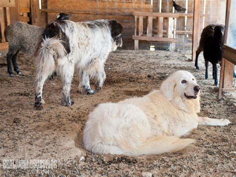 Livestock Guardian Dog Buyers Guide