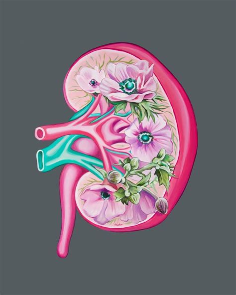 Pin On Kidney Art