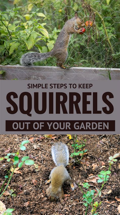 One of the easiest ways for pests and bugs to get into your kitchen area are the cracks and holes that are present at there are several remedies to address the critical issue of pests that affect your personal hygiene and disturb your health. How To Drive Away Squirrels - Fishing Boats Blog
