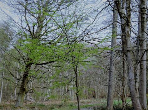 Roble Beech In Brede High Woods © Patrick Roper Geograph Britain And