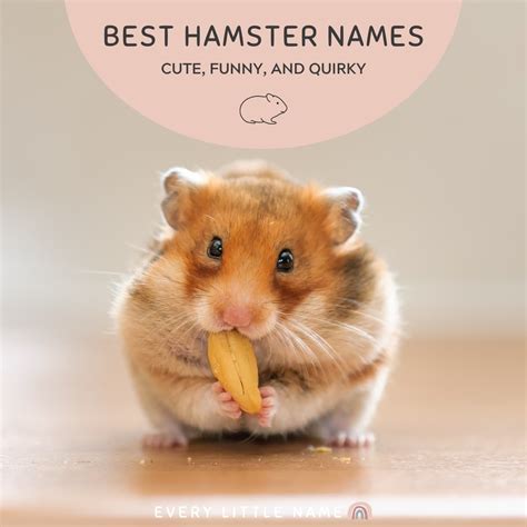 240 Best Hamster Names Cute Funny And Quirky Every Little Name