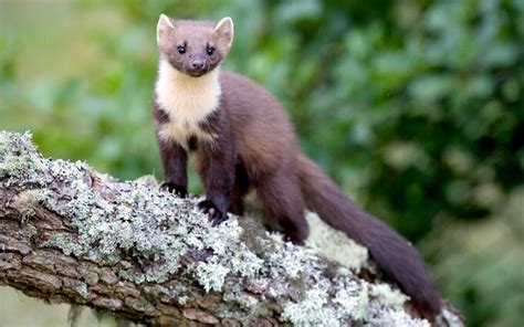Nature Notes Pine Martens Could Help To Save Our Red Squirrels