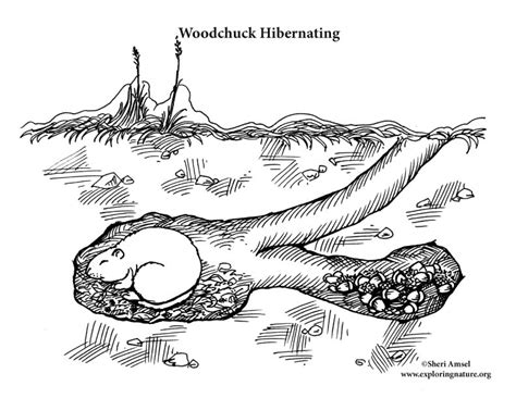Check out these books and more to learn about animal behaviors throughout the winter season! Woodchuck Hibernating Coloring Page