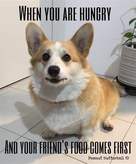 Always Corgi Dog Puppy Meme Corgi