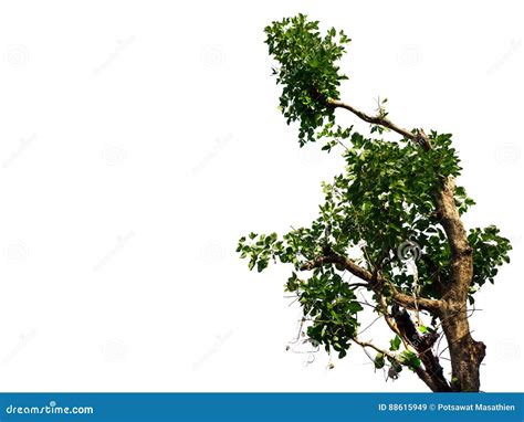 Trees Isolated On White Background Stock Image Image Of Environment