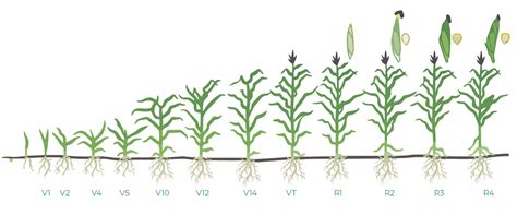 Start2finish The Alpine Bio K System For Maximizing Corn Yields