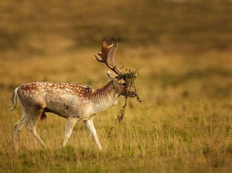 Fallow Deer Nigel Spencer Photography