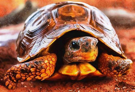 Tortoise And Turtle Free Stock Images 16