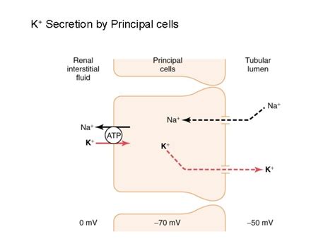 Regulation Of Extracellular Fluid Osmolarity And Sodium Concentration