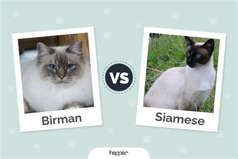 Birman Vs Siamese Cats The Differences With Pictures Hepper