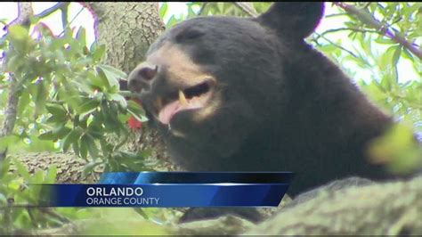 Bear Spotted In Downtown Orlando