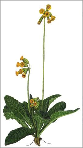 Las plantas de san pedro pertenecen a la familia del cactus, específicamente a la familia de las cactaceae, son una de las plantas que sirven como plantas medicinales, no solo para los seres humanos sino también para los animales. Hierba de San Pedro (Primula officinalis). Plantas medicinales