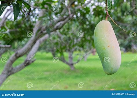 Mahachanok Mango Orchard Stock Image Image Of Nature