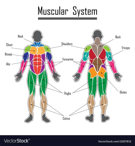 Human Muscular System Scheme Template Anatomy Vetor Stock Livre De