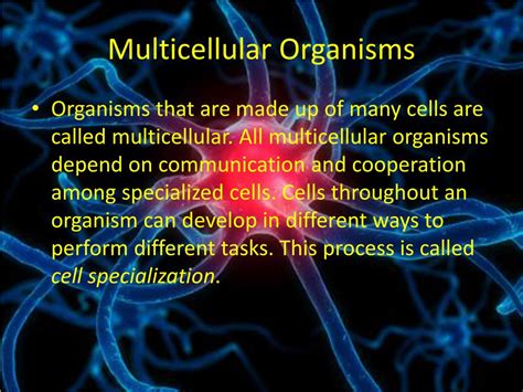 Ppt 7 4 The Diversity Of Cellular Life Powerpoint Presentation Free