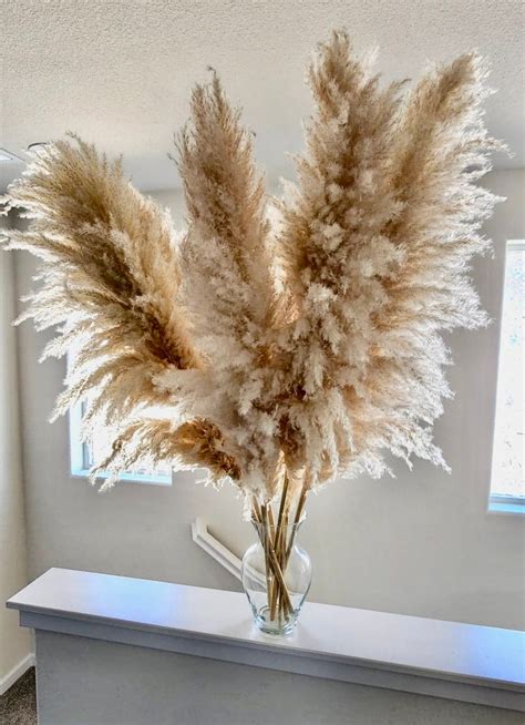 5 Stems Tall Pampas Grass 3 4ft Grand Sale Dry Florals For Etsy
