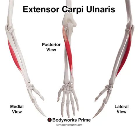 Pectineus Muscle Anatomy Bodyworks Prime