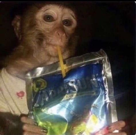 Monkey Drinking Caprisun Reaction Pictures Funny Pictures Funny