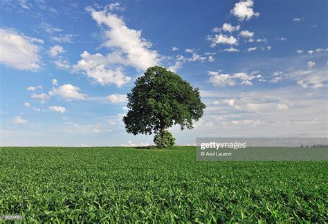 Lone Tree In Green Field Blue Sky High Res Stock Photo
