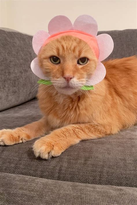 Keep that in mind if you frequently bring flowers into your fluff, my boyfriend's gigantic maine coon who has a bald spot in this picture from a minor head injury. Flower Cat Cap | Flower Cat Cap From Urban Outfitters ...