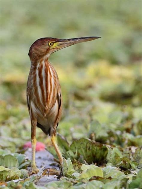 40 Undiscovered Pictures Of Bittern Birds