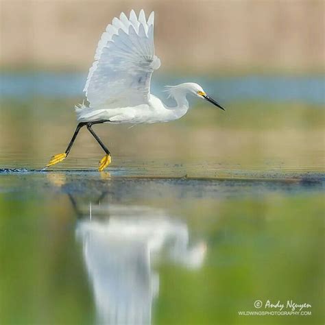 Pin By Dianne Starcke On Reflection Pictures Birds Reflection
