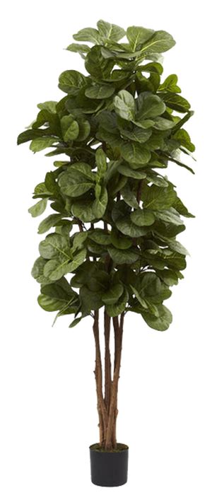 Fiddle Leaf Fig Tree | Fiddle leaf fig, Fiddle leaf fig tree, Fiddle leaf