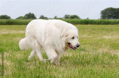 Great Pyrenees Running Om Meadow Stock Photo And Royalty Free Images