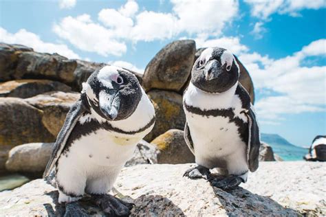 African Penguins At Boulders Beach Cape Town Tourism