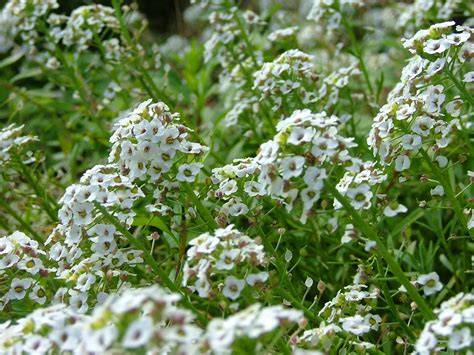 Little White Flowers Free Photo Download Freeimages
