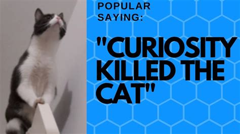As early as the 1500s there was a related expression, 'care killed the cat' or 'care will kill a cat' such as in ben jonson's 1598 play. POPULAR SAYING : CURIOSITY KILLED THE CAT - YouTube