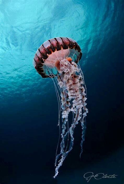 Beautiful Jellyfish Méduse Jellyfish Snorkeling Fish Sealife