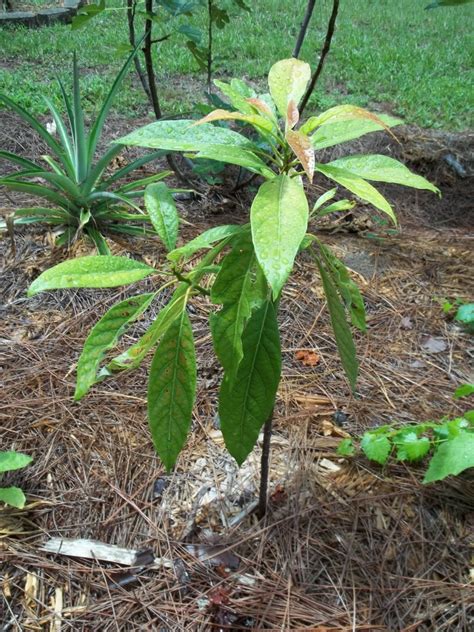 Avocado Butter Fruit Makhanphal Grown Through Seeds Plant