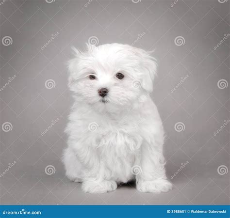 Cucciolo Del Cane Maltese Immagine Stock Immagine Di Canino 3988601