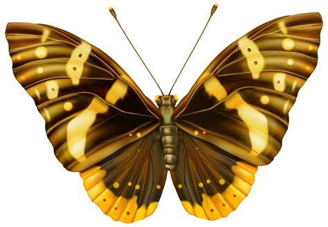 A Yellow And Black Butterfly On A White Background