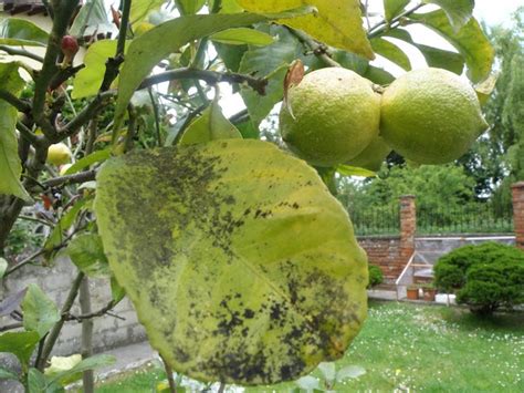 CÓMO TRATAR LAS PLAGAS Y ENFERMEDADES DEL LIMONERO