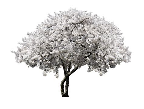 Free Black And White Cherry Blossom Download Free Black And White