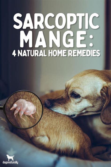 How To Treat Mange For Dogs At Home Brynn Nance