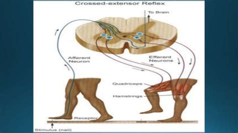 Postural Reflexes Physiology