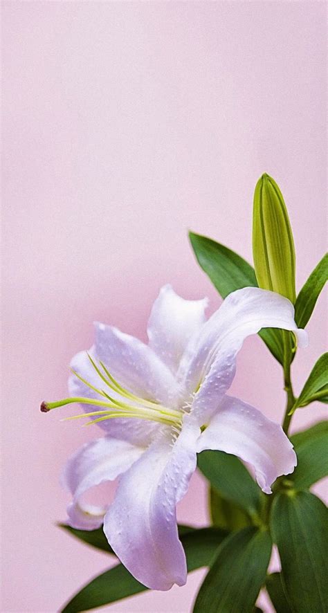 Lily Flower Iphone Wallpapers Wallpaper Cave