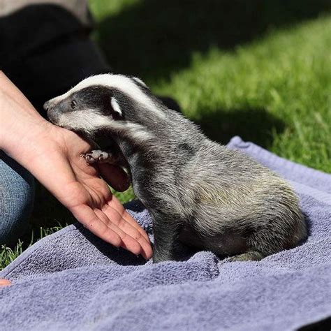 Badger Baby Badger Cute Funny Animals