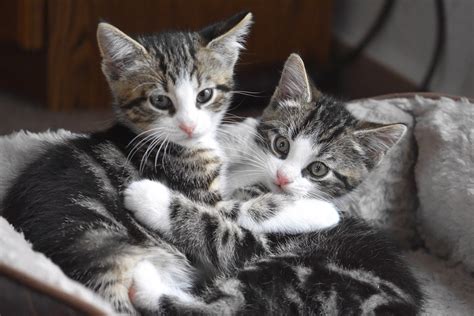 Cat Kittens Kitten Domestic Free Photo On Pixabay