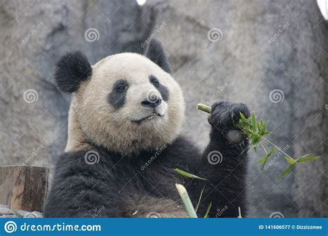 Funny Pose Of Giant Panda In China Stock Image Image Of Eating China