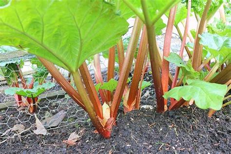 How To Grow And Care For Rhubarb Plants Gardeners Path Rhubarb
