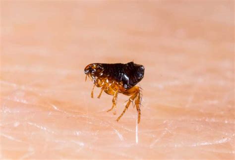 How Long Do Fleas Live